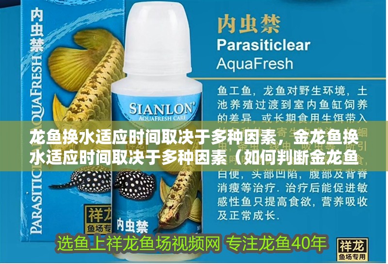龍魚換水適應時間取決于多種因素，金龍魚換水適應時間取決于多種因素（如何判斷金龍魚是否適應新水？）