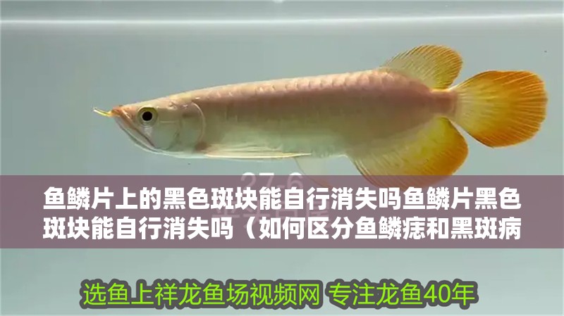 魚鱗片上的黑色斑塊能自行消失嗎魚鱗片黑色斑塊能自行消失嗎（如何區分魚鱗痣和黑斑病？）