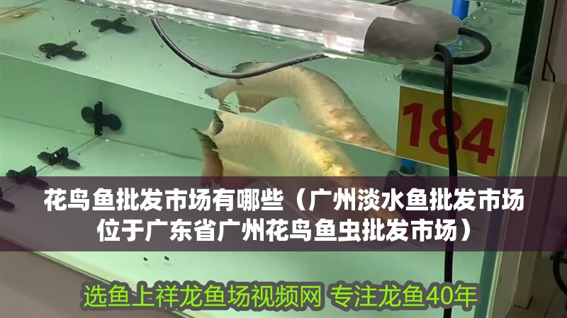 花鳥魚批發市場有哪些（廣州淡水魚批發市場位于廣東省廣州花鳥魚蟲批發市場）
