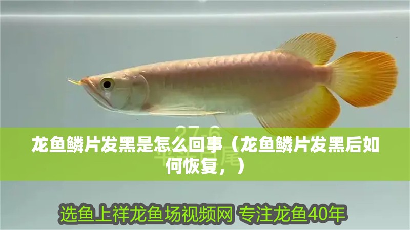 龍魚鱗片發黑是怎么回事（龍魚鱗片發黑后如何恢復，）