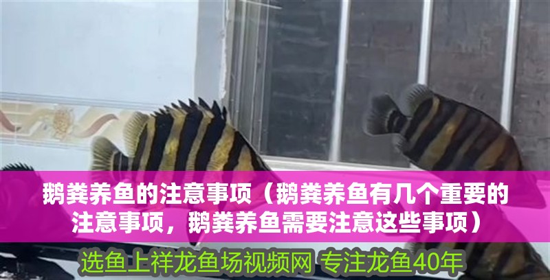 鵝糞養(yǎng)魚的注意事項(xiàng)（鵝糞養(yǎng)魚有幾個(gè)重要的注意事項(xiàng)，鵝糞養(yǎng)魚需要注意這些事項(xiàng)）