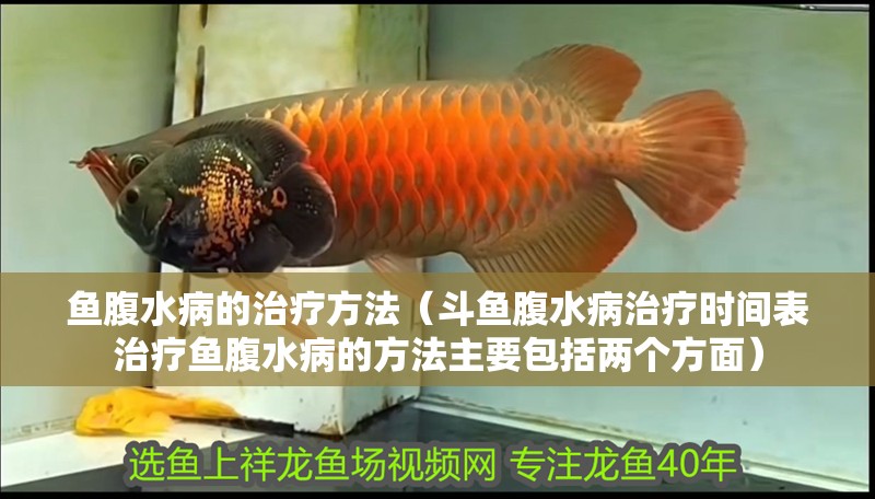 魚腹水病的治療方法（斗魚腹水病治療時(shí)間表治療魚腹水病的方法主要包括兩個(gè)方面）