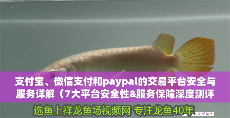 支付寶、微信支付和paypal的交易平臺(tái)安全與服務(wù)詳解（7大平臺(tái)安全性&服務(wù)保障深度測(cè)評(píng)）