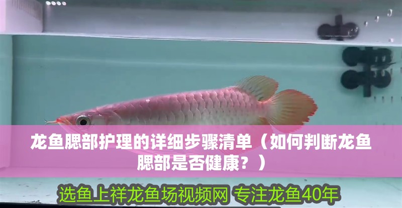 龍魚腮部護理的詳細步驟清單（如何判斷龍魚腮部是否健康？）
