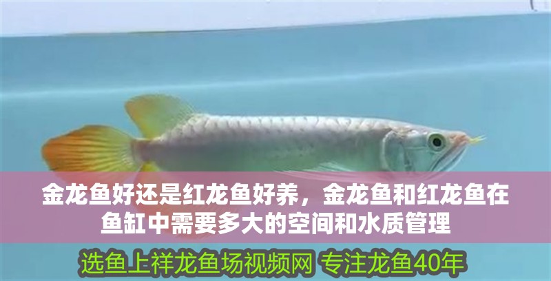 金龍魚好還是紅龍魚好養(yǎng)，金龍魚和紅龍魚在魚缸中需要多大的空間和水質(zhì)管理