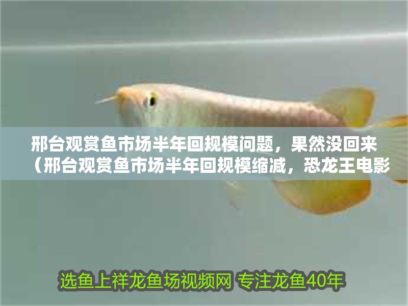 邢臺觀賞魚市場半年回規模問題，果然沒回來（邢臺觀賞魚市場半年回規模縮減，恐龍王電影在線看）
