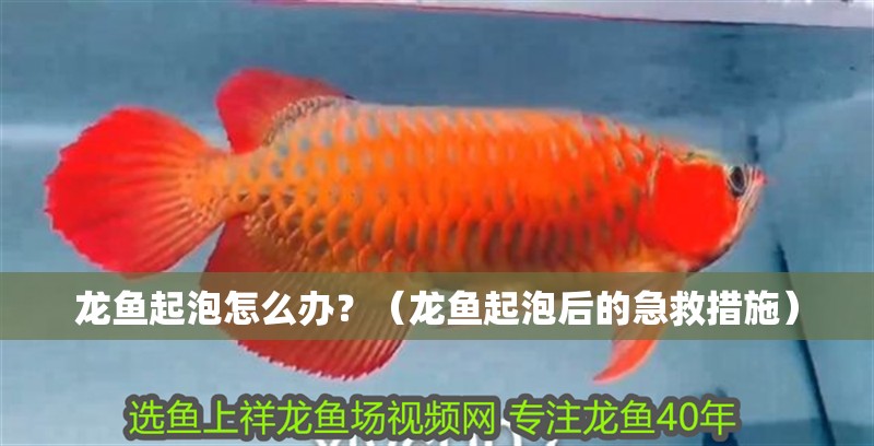 龍魚起泡怎么辦？（龍魚起泡后的急救措施）