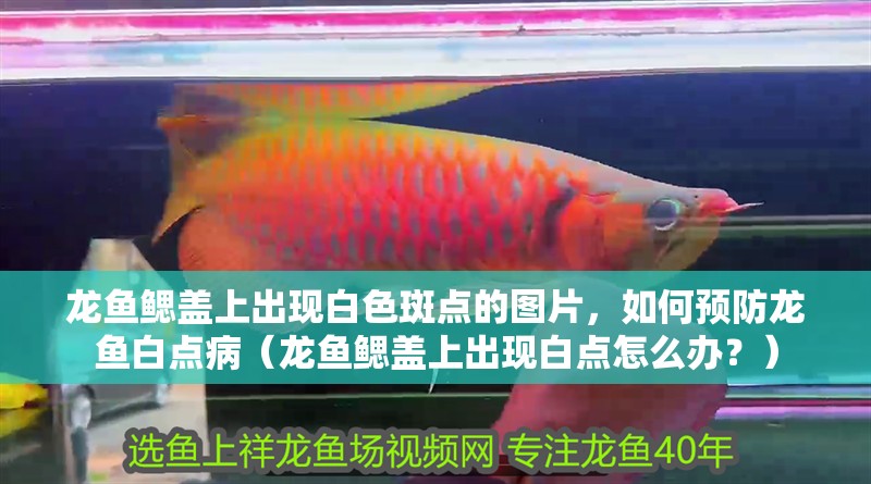 龍魚鰓蓋上出現白色斑點的圖片，如何預防龍魚白點病（龍魚鰓蓋上出現白點怎么辦？）