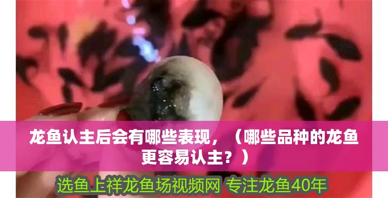 龍魚認主后會有哪些表現，（哪些品種的龍魚更容易認主？）