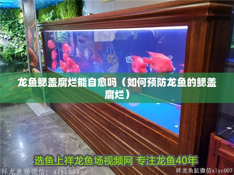 什么魚能和龍魚、虎魚混養(龍魚能和虎魚混養嗎) 龍魚鰓蓋腐爛能自愈嗎(如何預防龍魚的鰓蓋腐爛) 龍魚百科 龍魚鰓蓋腐爛能自愈嗎(如何預防龍魚的鰓蓋腐爛) 龍魚鰓蓋腐爛能自愈嗎(如何預防龍魚的鰓蓋腐爛) 龍魚百科