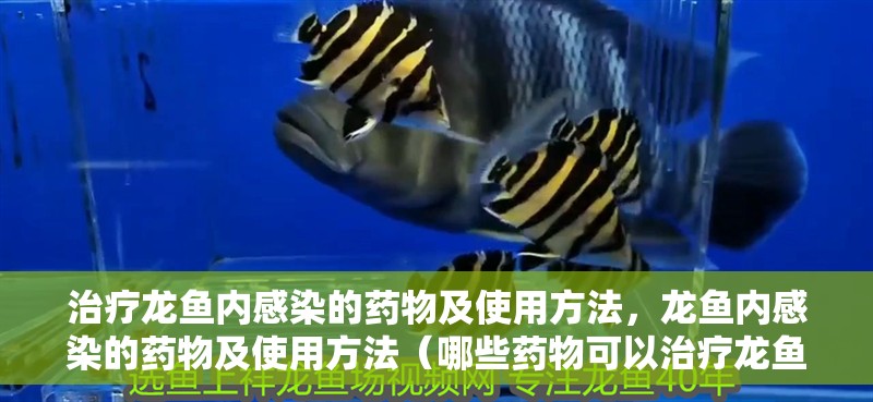 治療龍魚內感染的藥物及使用方法，龍魚內感染的藥物及使用方法（哪些藥物可以治療龍魚內感染）