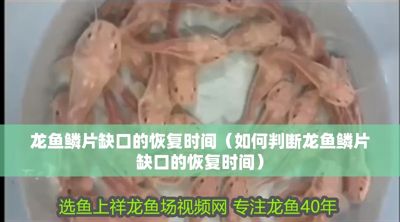 龍魚鱗片缺口的恢復時間（如何判斷龍魚鱗片缺口的恢復時間）