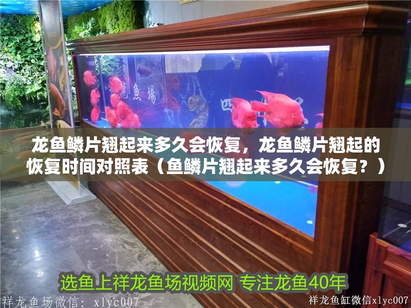 龍魚鱗片翹起來多久會恢復(fù)，龍魚鱗片翹起的恢復(fù)時間對照表（魚鱗片翹起來多久會恢復(fù)？）