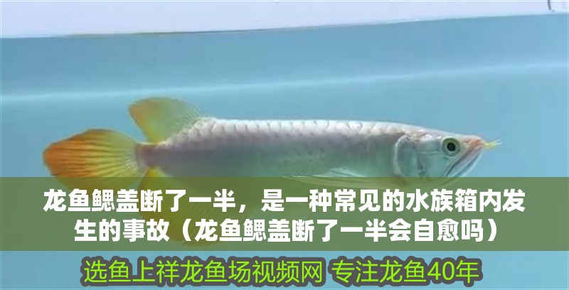 龍魚鰓蓋斷了一半，是一種常見的水族箱內(nèi)發(fā)生的事故（龍魚鰓蓋斷了一半會自愈嗎）
