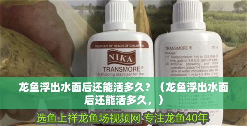 龍魚浮出水面后還能活多久？（龍魚浮出水面后還能活多久，）