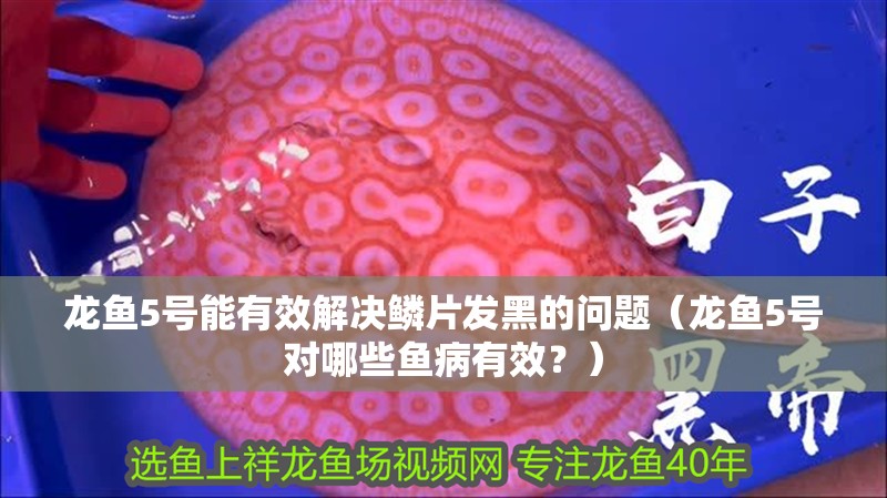 龍魚5號能有效解決鱗片發(fā)黑的問題（龍魚5號對哪些魚病有效？）
