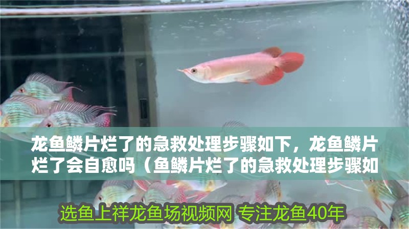 龍魚鱗片爛了的急救處理步驟如下，龍魚鱗片爛了會自愈嗎（魚鱗片爛了的急救處理步驟如下，龍魚鱗片爛了會自愈嗎） 龍魚鱗片爛了的急救處理步驟如下，龍魚鱗片爛了會自愈嗎（魚鱗片爛了的急救處理步驟如下，龍魚鱗片爛了會自愈嗎） 龍魚百科