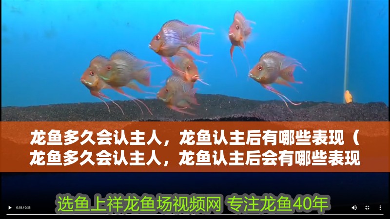 魚缸用增氧泵價格是多少:魚缸增氧機-xtrac增氧機-xtrac增氧機 龍魚多久會認主人,龍魚認主后有哪些表現(xiàn)(龍魚多久會認主人,龍魚認主后會有哪些表現(xiàn)?) 龍魚百科 龍魚多久會認主人,龍魚認主后有哪些表現(xiàn)(龍魚多久會認主人,龍魚認主后會有哪些表現(xiàn)?) 龍魚多久會認主人,龍魚認主后有哪些表現(xiàn)(龍魚多久會認主人,龍魚認主后會有哪些表現(xiàn)?) 龍魚百科