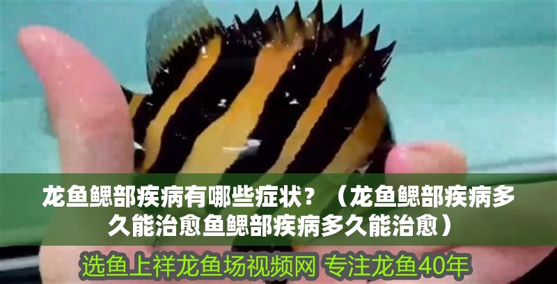 龍魚鰓部疾病有哪些癥狀？（龍魚鰓部疾病多久能治愈魚鰓部疾病多久能治愈）