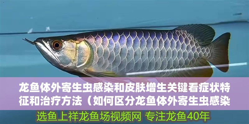 龍魚體外寄生蟲感染和皮膚增生關鍵看癥狀特征和治療方法（如何區分龍魚體外寄生蟲感染和皮膚增生）