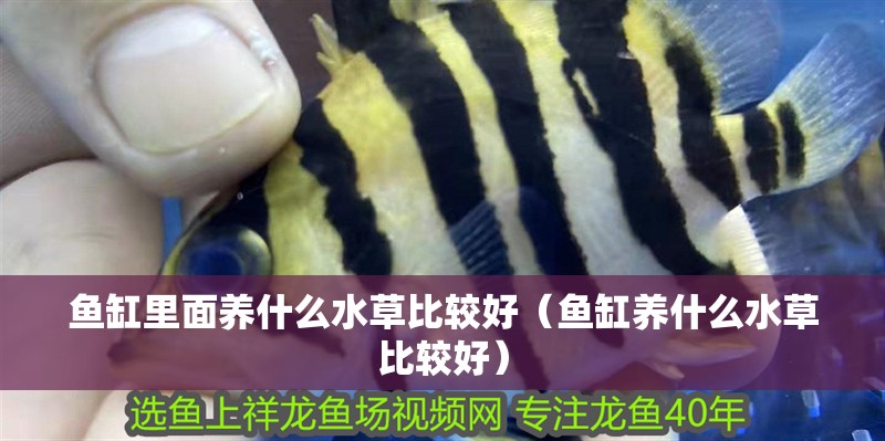 魚缸里面養什么水草比較好（魚缸養什么水草比較好） 魚缸里面養什么水草比較好（魚缸養什么水草比較好） 觀賞魚百科