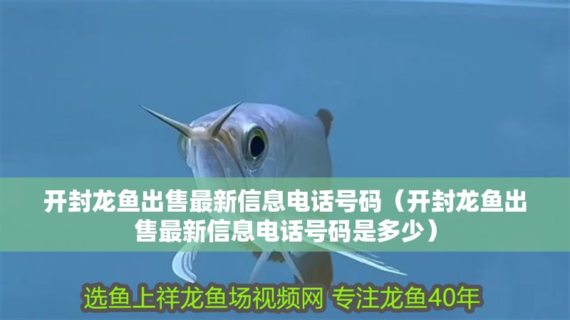 開封龍魚出售最新信息電話號碼（開封龍魚出售最新信息電話號碼是多少）