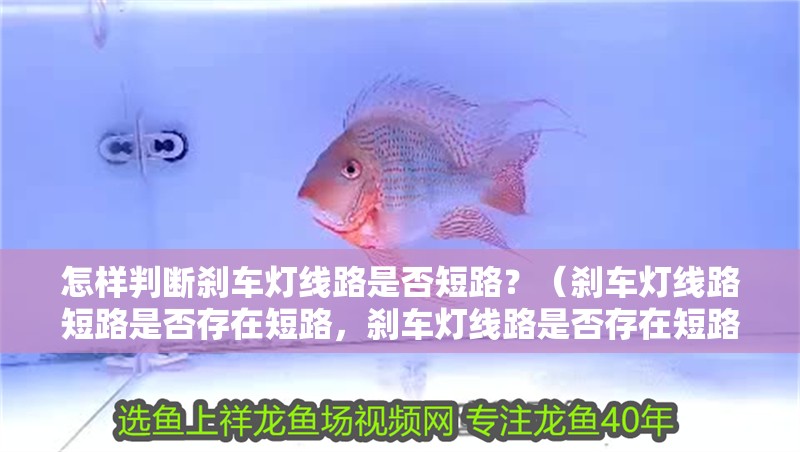 怎樣判斷剎車燈線路是否短路？（剎車燈線路短路是否存在短路，剎車燈線路是否存在短路問題） 怎樣判斷剎車燈線路是否短路？（剎車燈線路短路是否存在短路，剎車燈線路是否存在短路問題） 龍魚百科