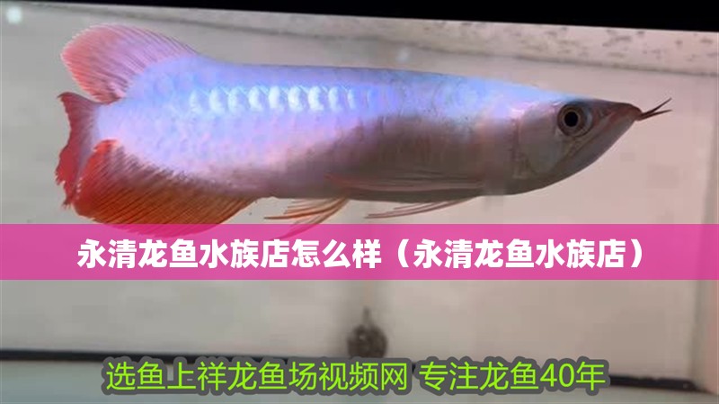 永清龍魚水族店怎么樣（永清龍魚水族店）