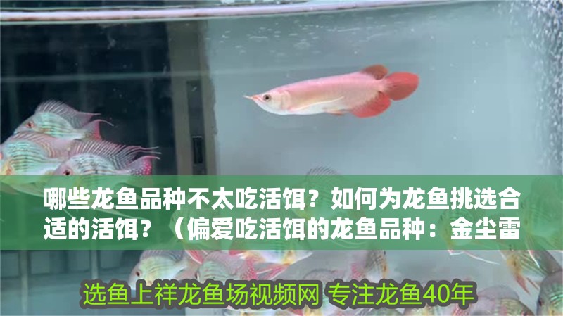 哪些龍魚品種不太吃活餌？如何為龍魚挑選合適的活餌？（偏愛吃活餌的龍魚品種：金塵雷龍除了紅蟲還吃什么）
