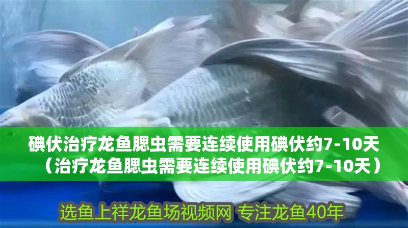碘伏治療龍魚腮蟲需要連續(xù)使用碘伏約7-10天（治療龍魚腮蟲需要連續(xù)使用碘伏約7-10天）