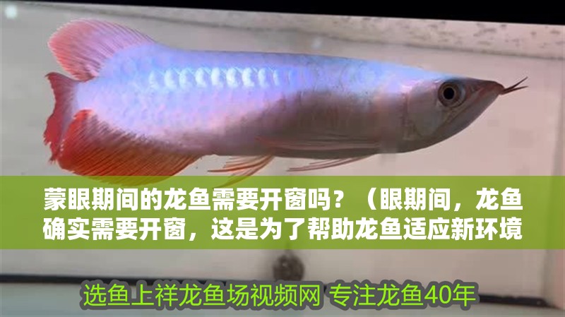 蒙眼期間的龍魚需要開窗嗎？（眼期間，龍魚確實需要開窗，這是為了幫助龍魚適應新環境）