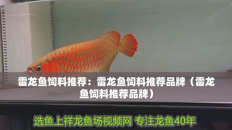 雷龍魚飼料推薦：雷龍魚飼料推薦品牌（雷龍魚飼料推薦品牌）