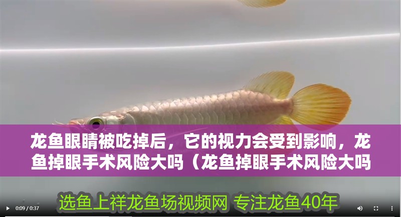 龍魚(yú)眼睛被吃掉后，它的視力會(huì)受到影響，龍魚(yú)掉眼手術(shù)風(fēng)險(xiǎn)大嗎（龍魚(yú)掉眼手術(shù)風(fēng)險(xiǎn)大嗎）