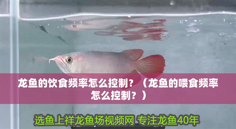 龍魚的飲食頻率怎么控制？（龍魚的喂食頻率怎么控制？）