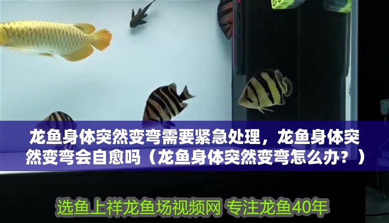 龍魚身體突然變彎需要緊急處理，龍魚身體突然變彎會自愈嗎（龍魚身體突然變彎怎么辦？）