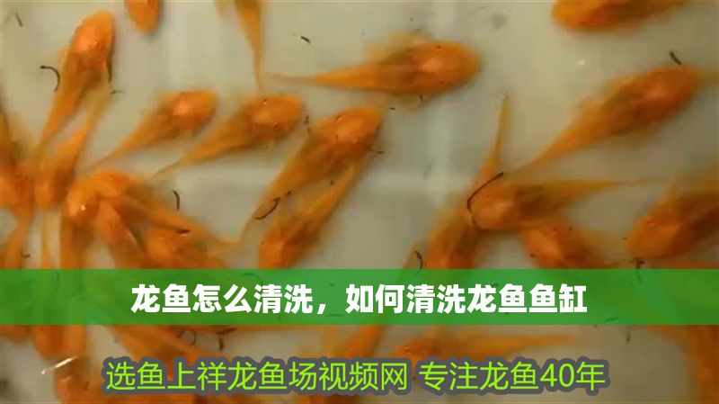 龍魚怎么清洗，如何清洗龍魚魚缸