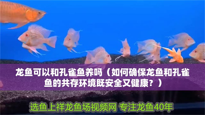 龍魚可以和孔雀魚養(yǎng)嗎（如何確保龍魚和孔雀魚的共存環(huán)境既安全又健康？）