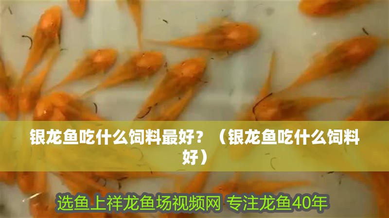 銀龍魚吃什么飼料最好？（銀龍魚吃什么飼料好）