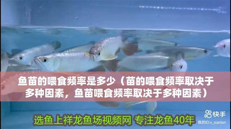 魚苗的喂食頻率是多少（苗的喂食頻率取決于多種因素，魚苗喂食頻率取決于多種因素）
