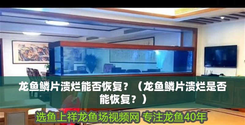 龍魚鱗片潰爛能否恢復(fù)？（龍魚鱗片潰爛是否能恢復(fù)？）