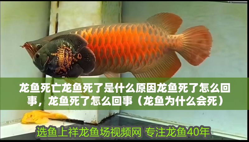 龍魚死亡龍魚死了是什么原因龍魚死了怎么回事，龍魚死了怎么回事（龍魚為什么會死）