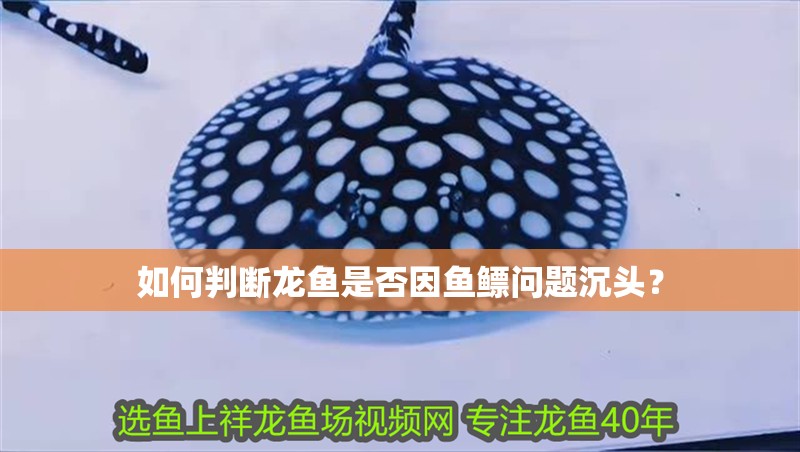 如何判斷龍魚是否因魚鰾問題沉頭？