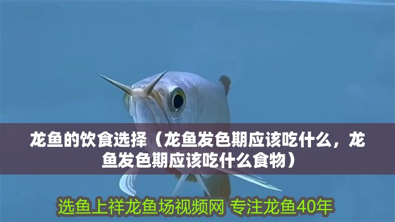 龍魚的飲食選擇（龍魚發色期應該吃什么，龍魚發色期應該吃什么食物） 龍魚的飲食選擇（龍魚發色期應該吃什么，龍魚發色期應該吃什么食物） 龍魚百科