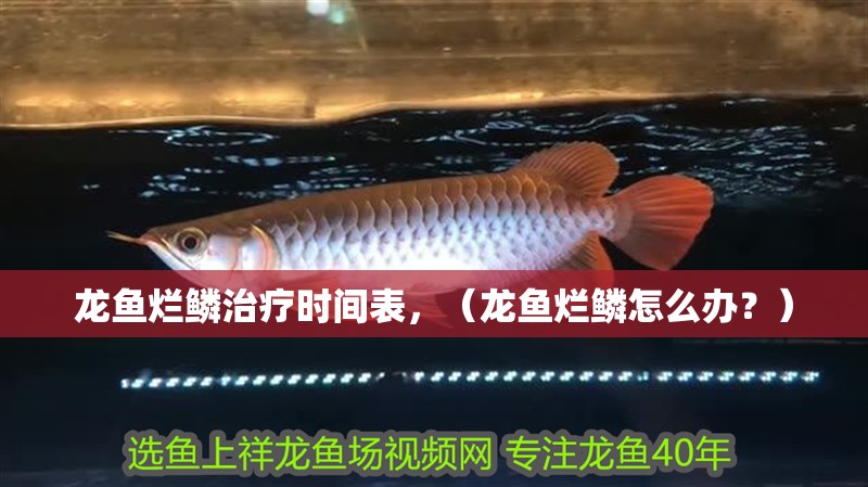 龍魚爛鱗治療時間表，（龍魚爛鱗怎么辦？）