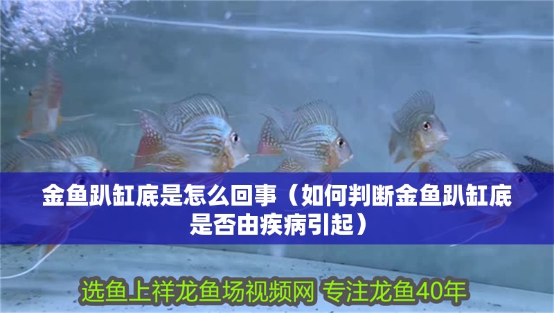 金魚趴缸底是怎么回事（如何判斷金魚趴缸底是否由疾病引起）
