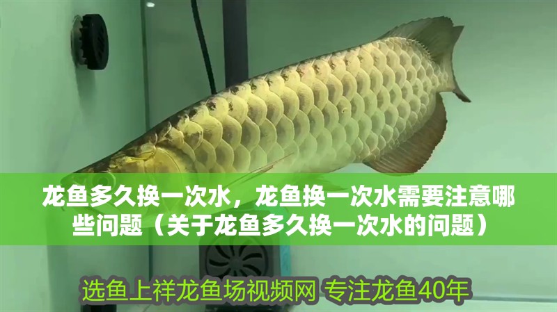龍魚多久換一次水，龍魚換一次水需要注意哪些問題（關于龍魚多久換一次水的問題） 龍魚多久換一次水，龍魚換一次水需要注意哪些問題（關于龍魚多久換一次水的問題） 龍魚百科