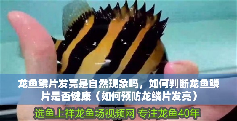 龍魚鱗片發亮是自然現象嗎，如何判斷龍魚鱗片是否健康（如何預防龍鱗片發亮） 龍魚鱗片發亮是自然現象嗎，如何判斷龍魚鱗片是否健康（如何預防龍鱗片發亮） 龍魚百科