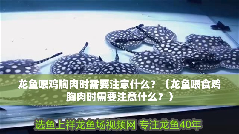 龍魚喂雞胸肉時需要注意什么？（龍魚喂食雞胸肉時需要注意什么？） 龍魚喂雞胸肉時需要注意什么？（龍魚喂食雞胸肉時需要注意什么？） 龍魚百科