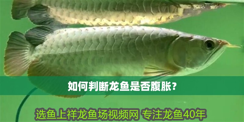 如何判斷龍魚是否腹脹？
