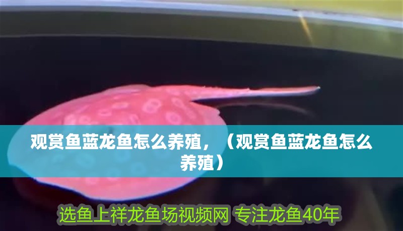 觀賞魚(yú)藍(lán)龍魚(yú)怎么養(yǎng)殖，（觀賞魚(yú)藍(lán)龍魚(yú)怎么養(yǎng)殖）